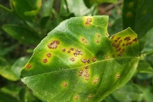 FUNGICIDE