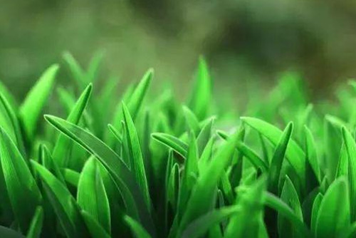 HERBICIDE