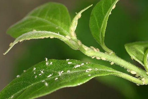 INSECTICIDE